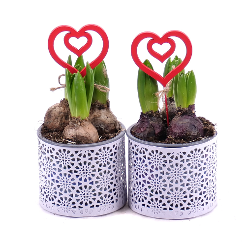 Duo hyacinty v dekoračním obalu