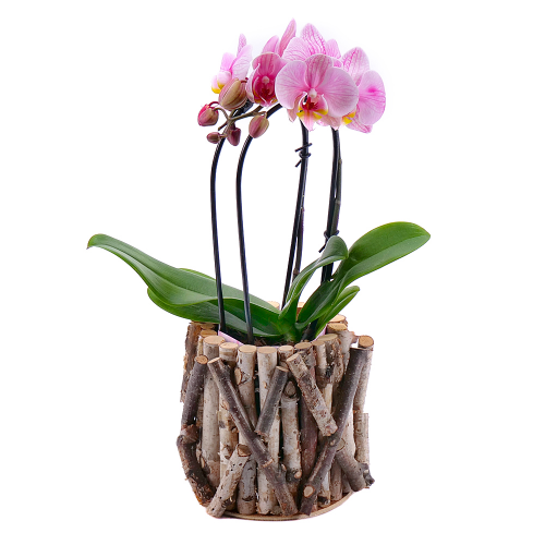 Růžová orchidej v dřevěném boxu