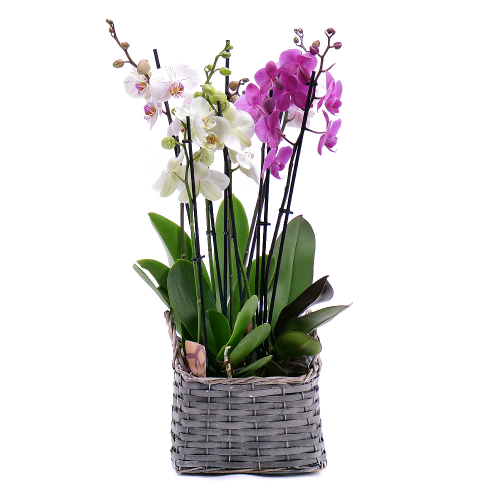 Barevné orchideje Flower box