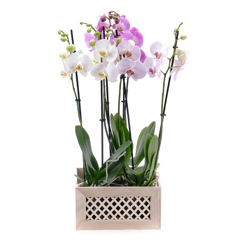 Barevné orchideje Flower box