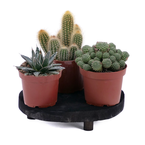 Trio kaktusů na dřevěné podložce