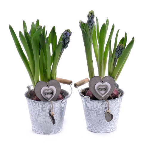 Duo hyacinty v plechovém obalu