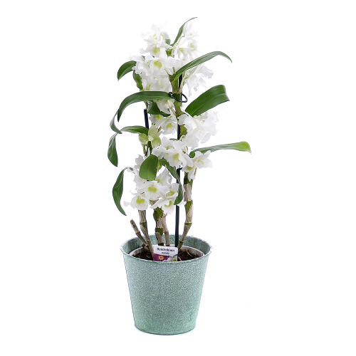 Dendrobium v ​​plechovém obalu