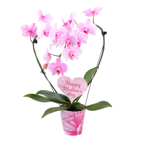 Růžová orchidej kulatá v květináči