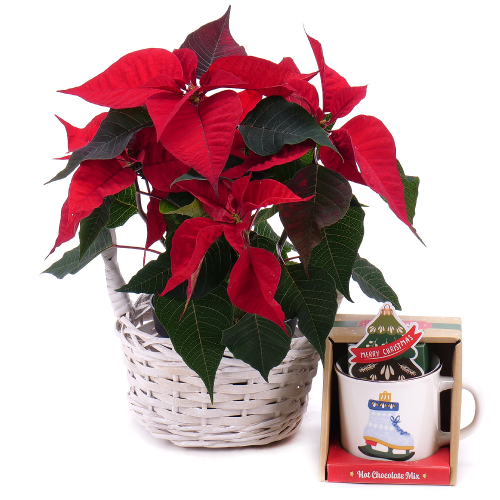 Vánoční růže v proutěném košíku a keramický hrnek
