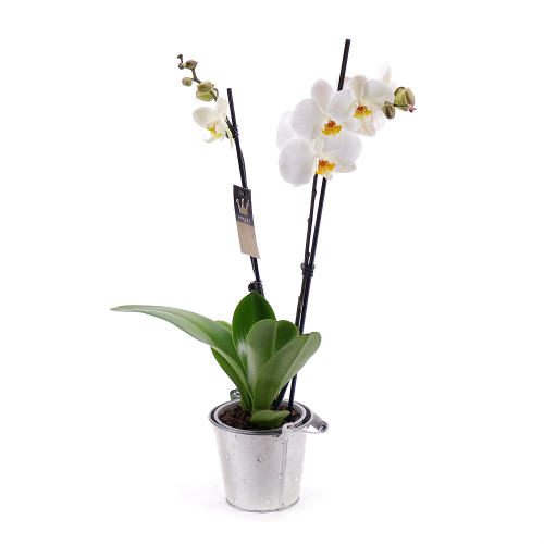 Bílá orchidej v plechové nádobě