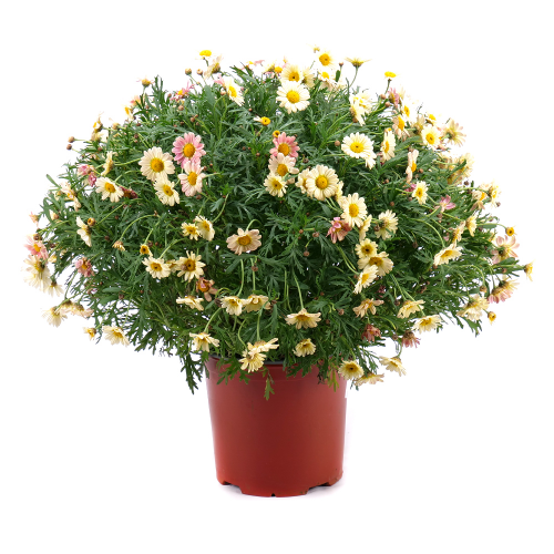 Argyranthemum v plastovém obalu