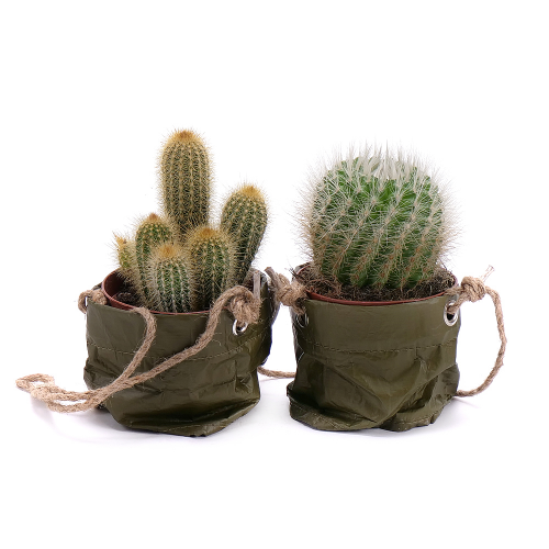 Duo kaktusy v plastovém obalu