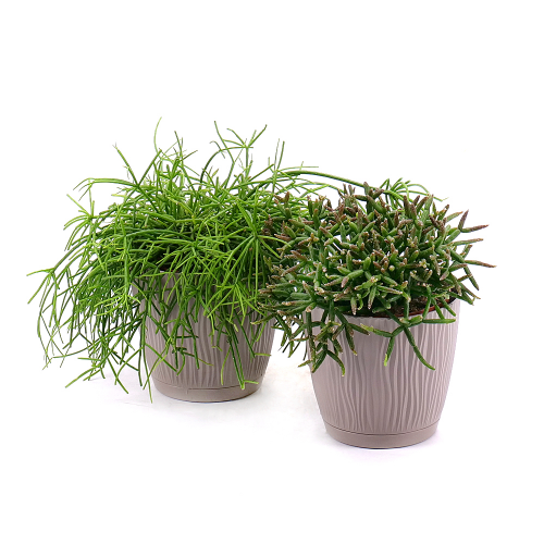 Duo rhipsalis v plastovém obalu