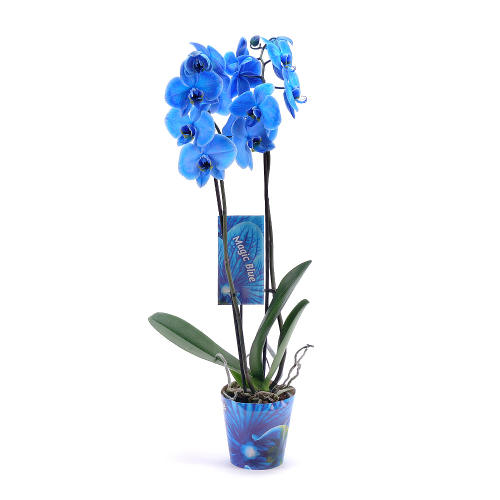 Modrá orchidej v květináči