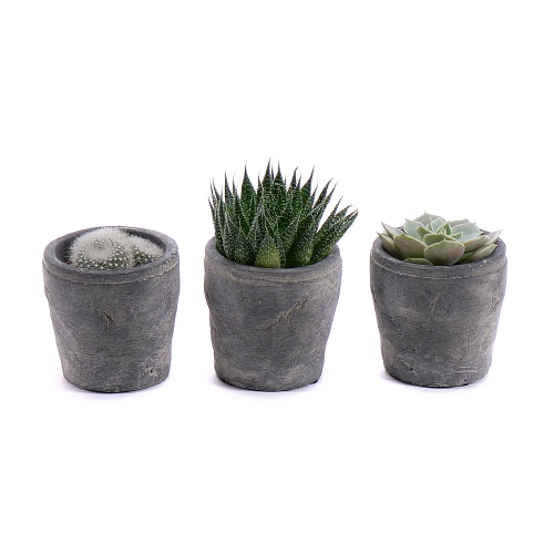 Trio mini kaktusů v keramickém obalu 2