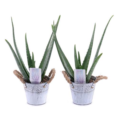 Duo aloe vera v plechovém obalu