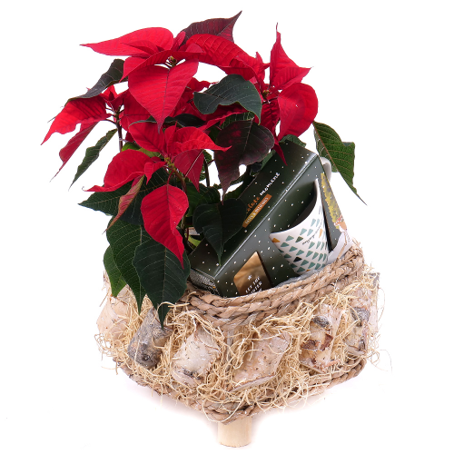 Vánoční růže v dřevěném boxu hrnek a pralinky