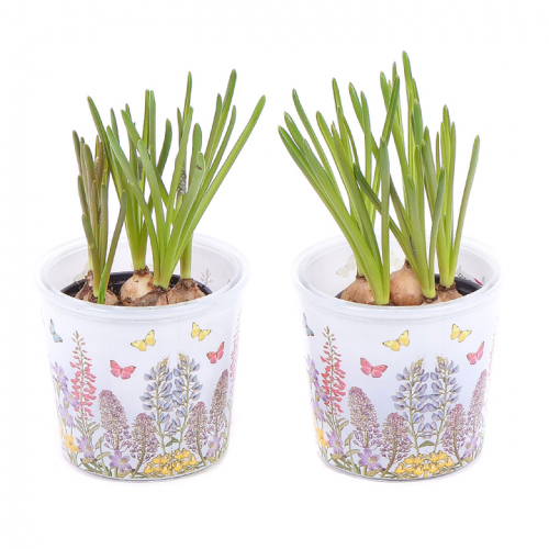Duo muscari ve skleněném obalu
