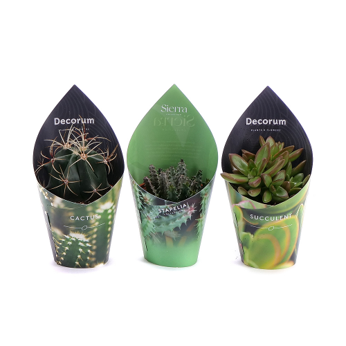 Trio kaktusů a sukulentů v květináči