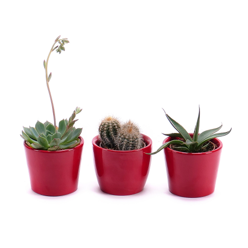 Trio mini kaktusů v keramickém obalu