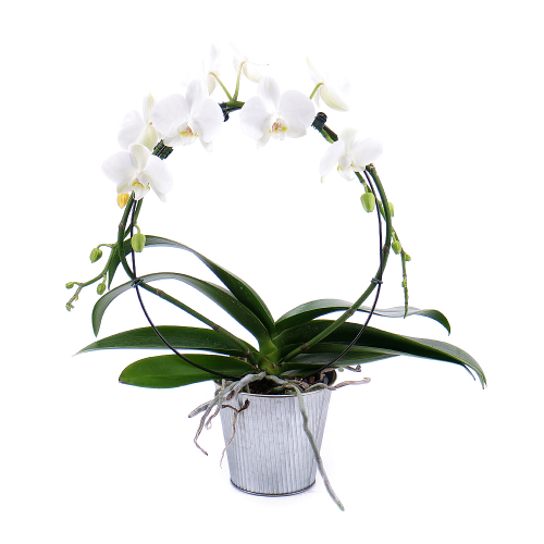 Bílá orchidej v plechovém obalu