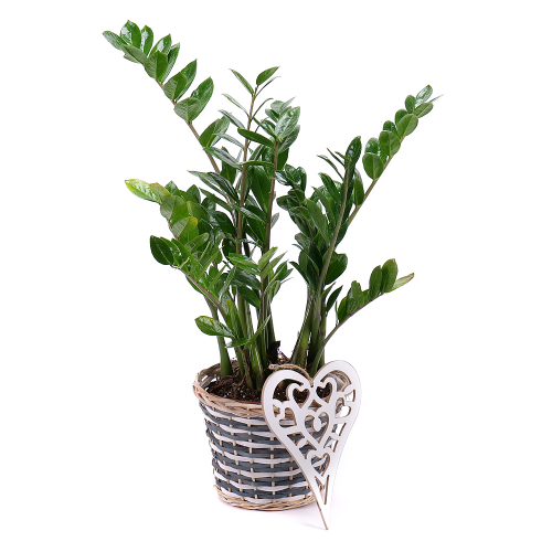 Zamioculcas v proutěném obalu