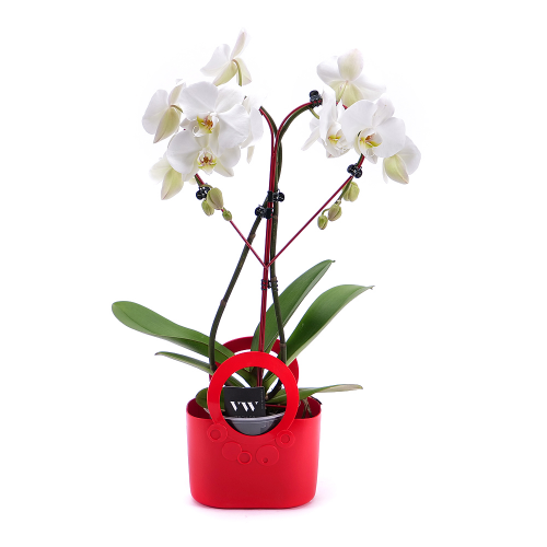 Orchidej ve tvaru srdce v plastové tašce