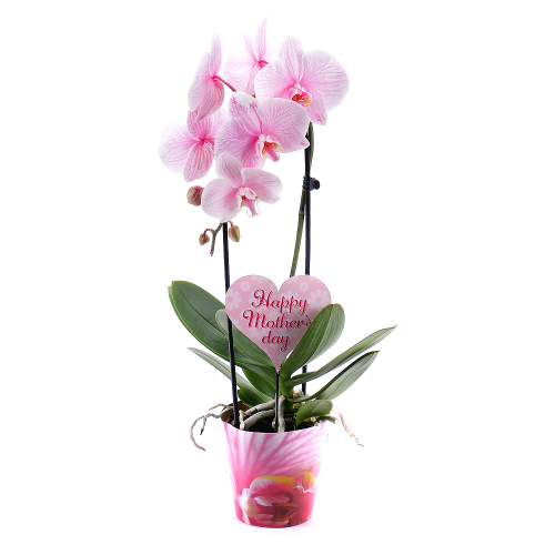 Orchidej ve tvaru srdce v plastové tašce