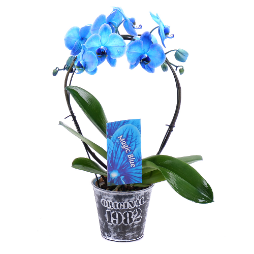 Modrá orchidej v kovovém obalu