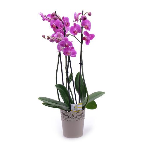 Fialová orchidej v plastovém obalu