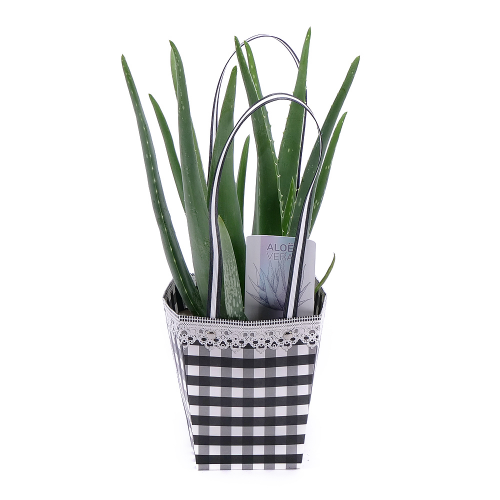 Aloe vera v papírovém sáčku