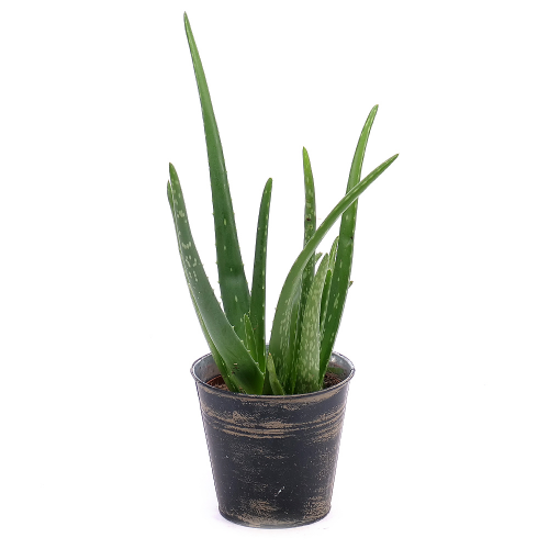 Aloe vera v plechovém obalu