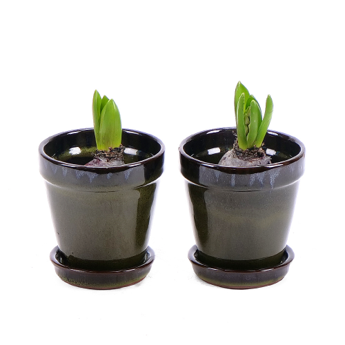 Duo hyacinty v keramickém obalu
