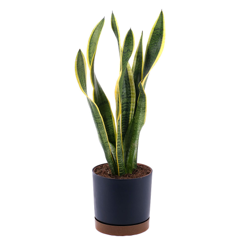 Sansevieria v plastové tašce