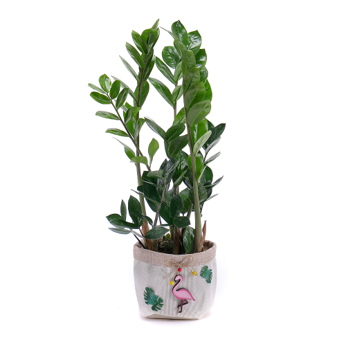 Zamioculcas v jutovém obalu