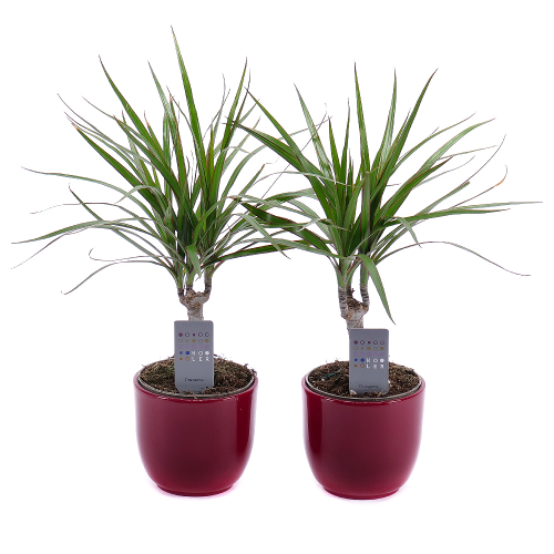 Duo dracena v keramickém obalu