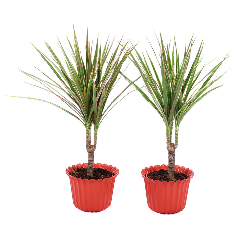 Duo dracena v keramickém obalu