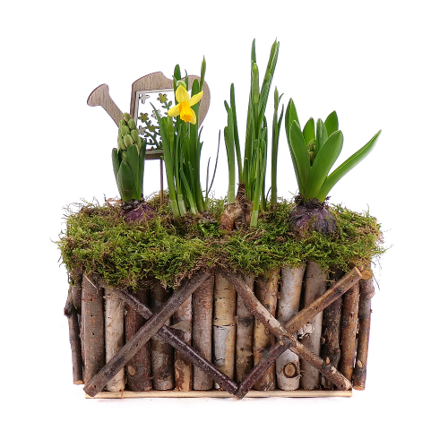 Hyacinty a narcisy v dřevěném boxu s dekorací