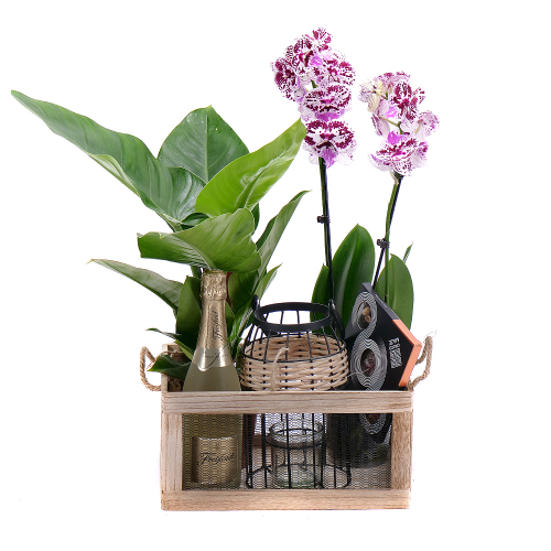Dárkový set dřevěný box, philodendron a orchidej