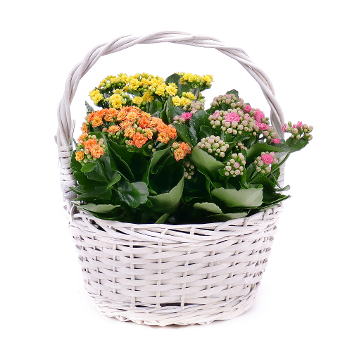 Trio kalanchoe v proutěném košíku