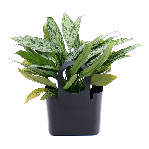 Aglaonema silver v plastové tašce