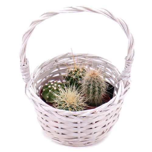 Mini kaktusy v proutěném košíku