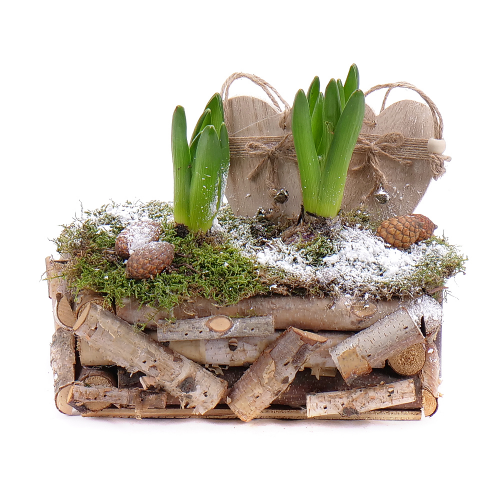 Hyacinty v dřevěném obalu s dekorací