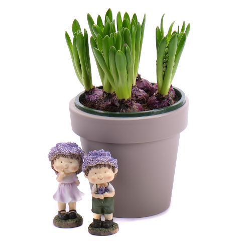 Hyacinty v plastovém obalu s dekorací