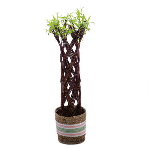 Salix v ratanovém obalu