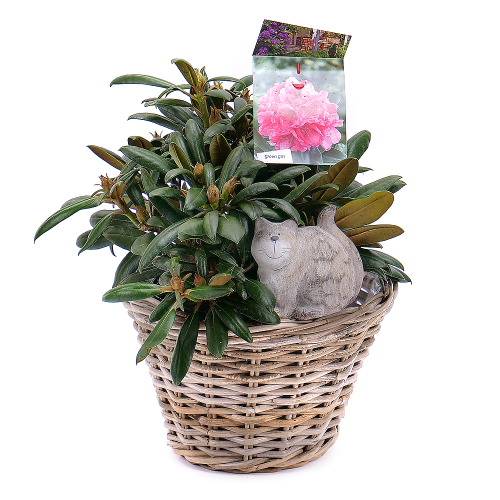 Rhododendron v proutěném košíku s dekorací