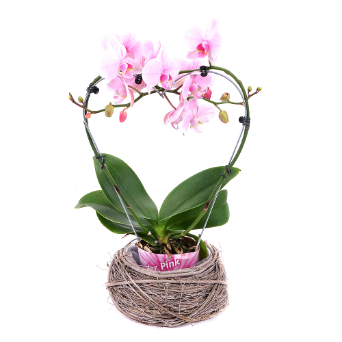 Tigrovaná orchidej v plastovém obalu