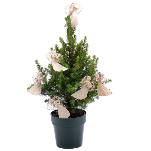 Živý stromek v plastovém obalu s ozdobou anděla