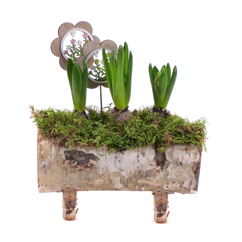 Hyacinty v dřevěném obalu s dekorací 2