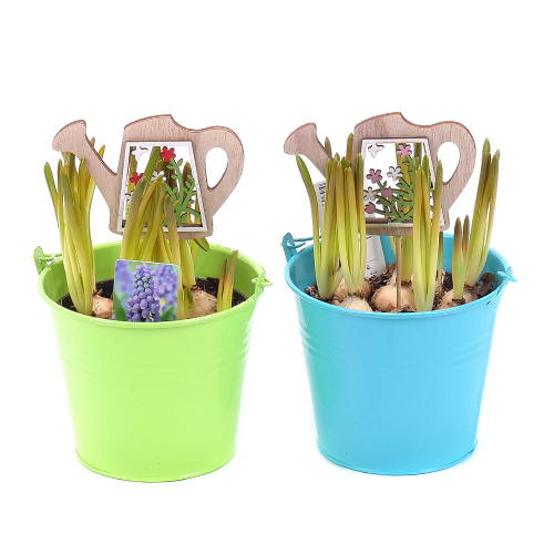 Duo muscari v plechových kbelících s dekorací