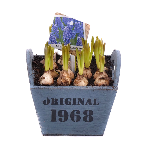 Muscari v dřevěném boxu