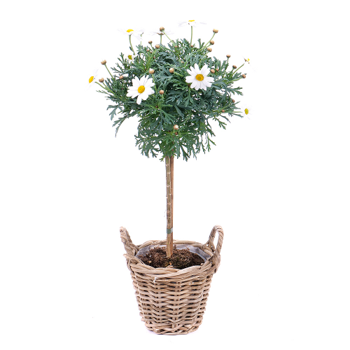 Argyranthemum v proutěném obalu