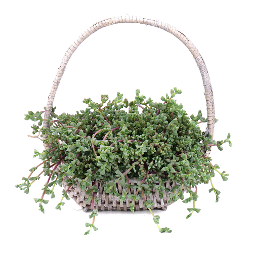Lampranthus v prútenom košíku