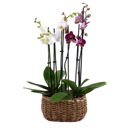 Trio tygrovaná orchidej v proutěném obalu
